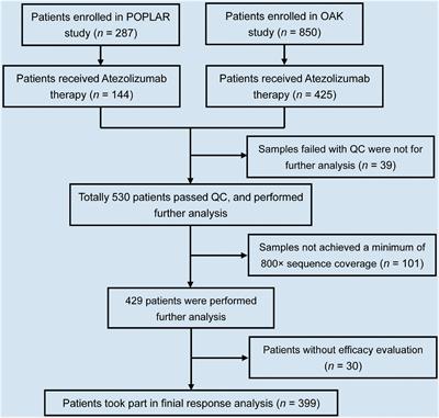 ctDNA-Profiling-Based UBL Biological Process Mutation Status as a Predictor of Atezolizumab Response Among TP53-Negative NSCLC Patients